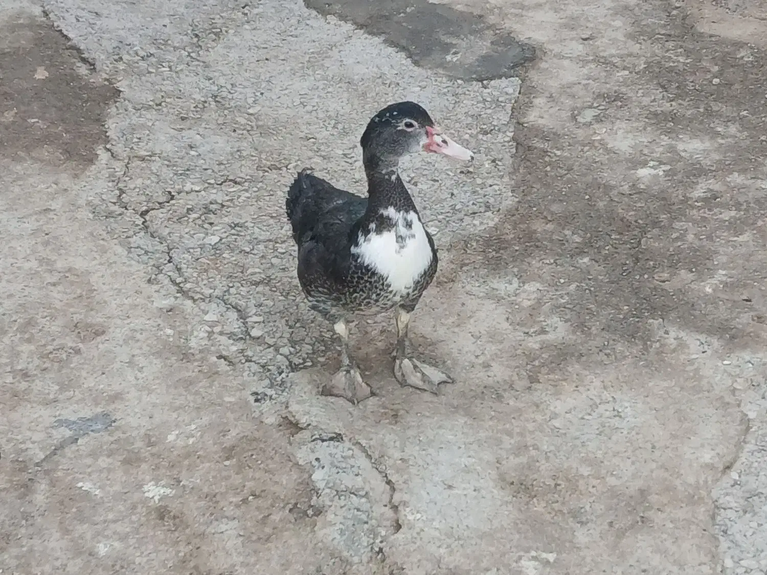 اوردکخارجی|حیوانات مزرعه|گل تپه, |دیوار