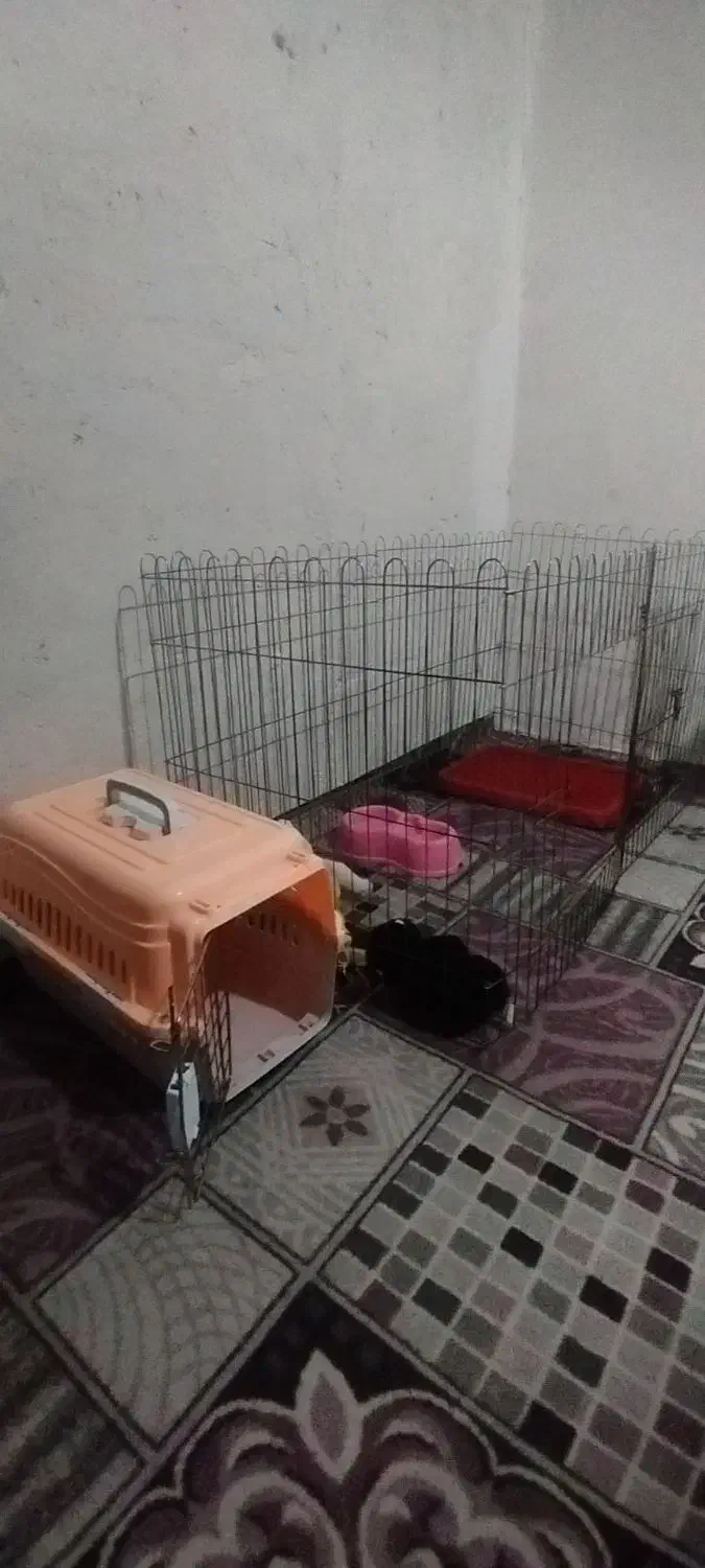 سگ خونگی کوکو  ۸ ماهه|سگ|پاکدشت, پاکدشت (مامازند)|دیوار