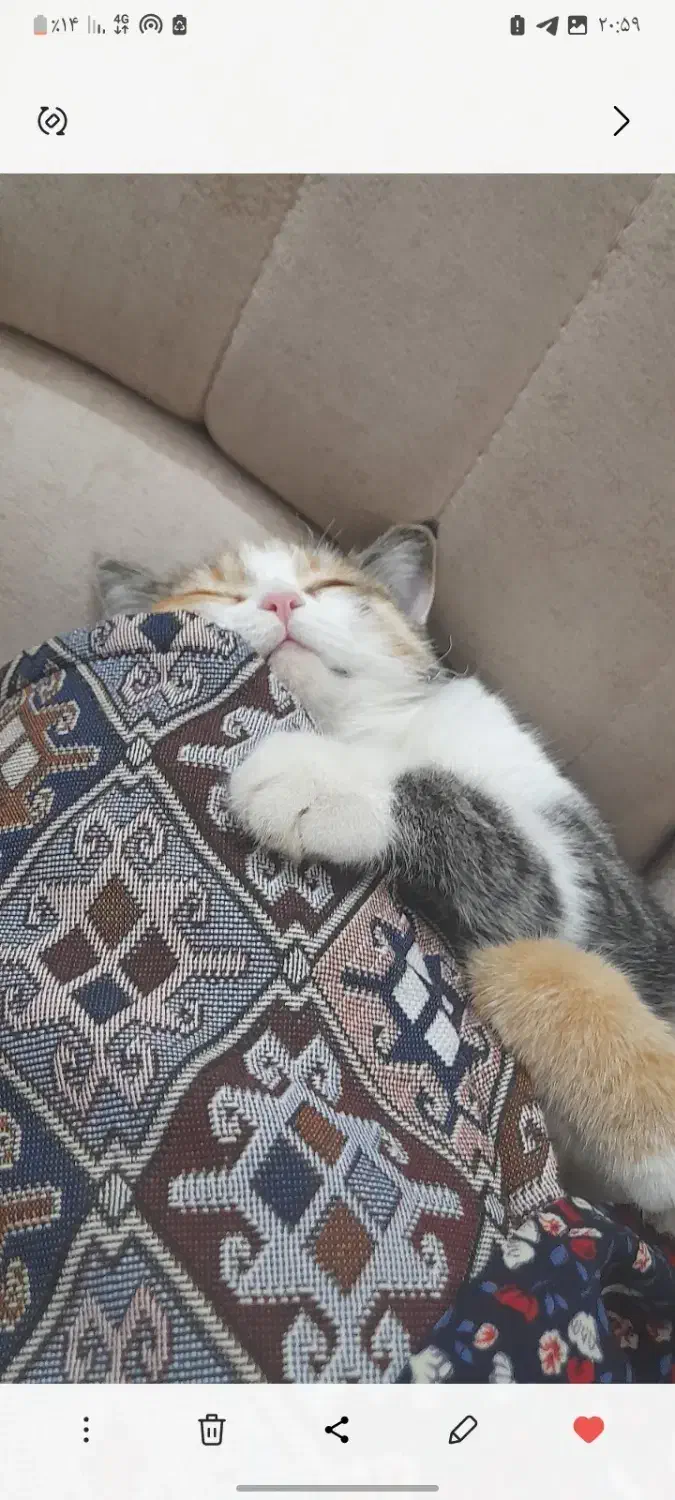 واگذاری گربه ماده|گربه|یزد, |دیوار