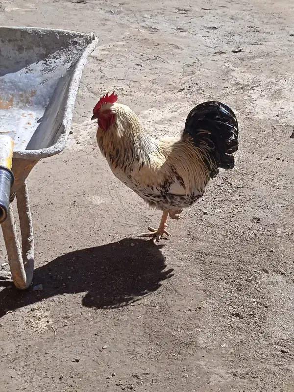 خروس|حیوانات مزرعه|جوکار, |دیوار