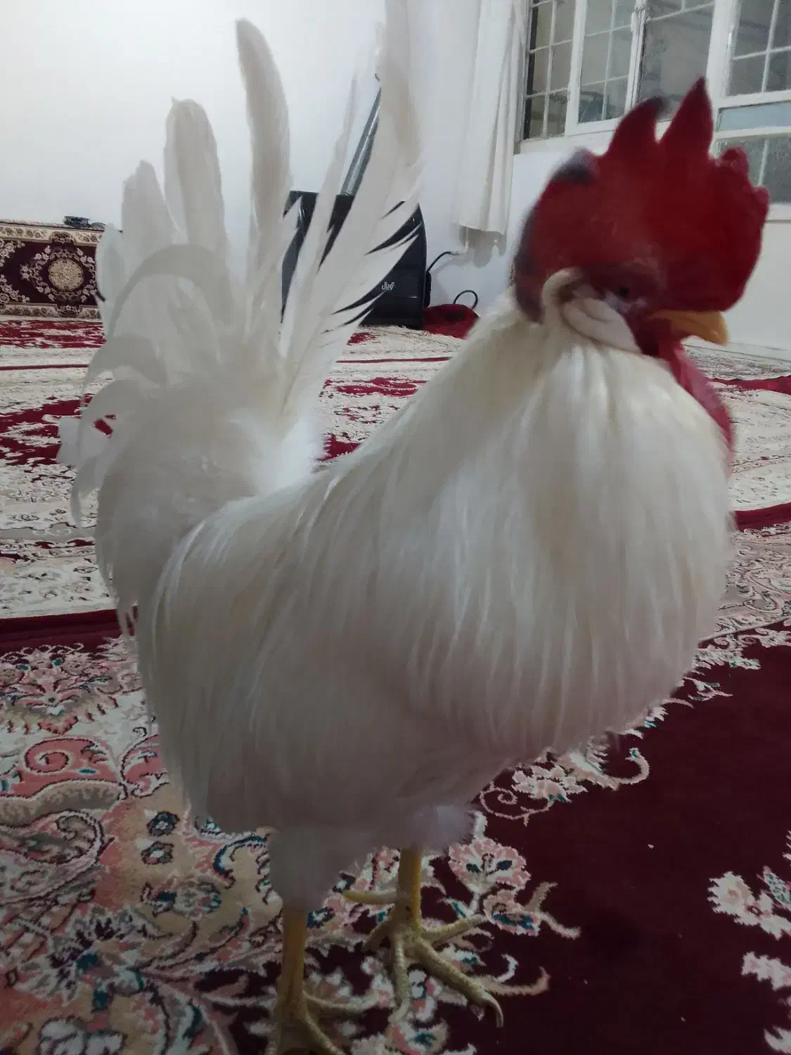 خروس|حیوانات مزرعه|سنندج, |دیوار