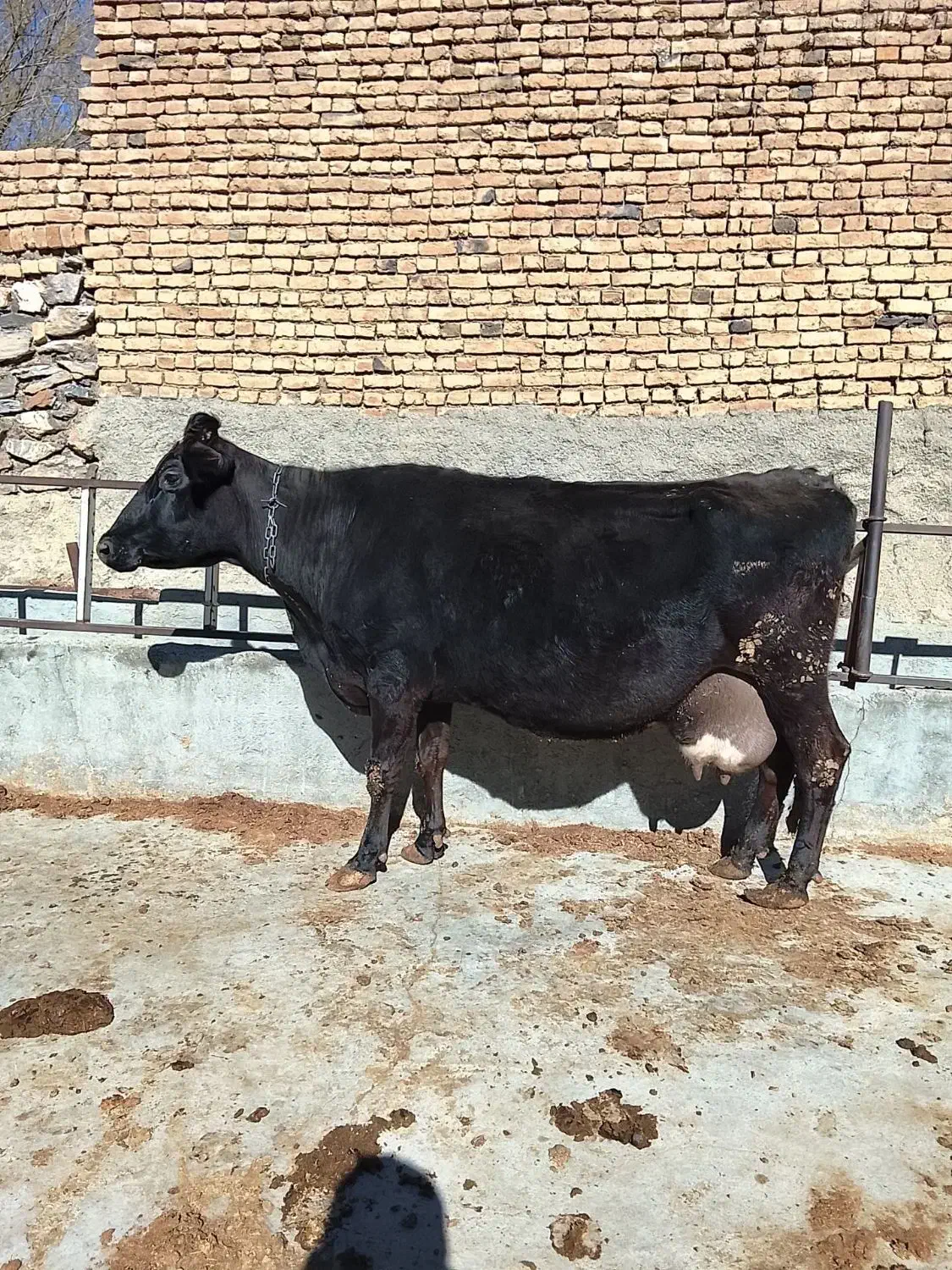 گاو ابستن|حیوانات مزرعه|گلپایگان, |دیوار