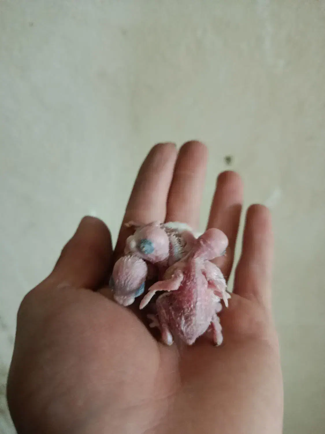 مرغ عشق مولد به همراه 4 جوجه فقط 650|پرنده|رودهن, |دیوار