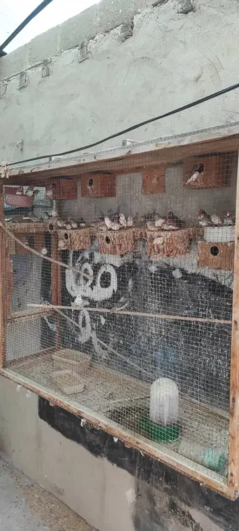 فنچ مرغ عشق و عروس هلندی|پرنده|قشم, |دیوار