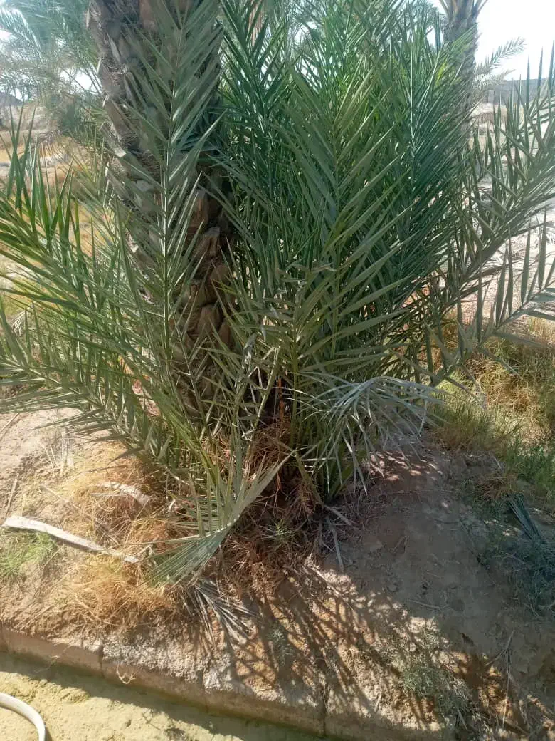 فروش دمیت|گل و گیاه طبیعی|سعدآباد, |دیوار