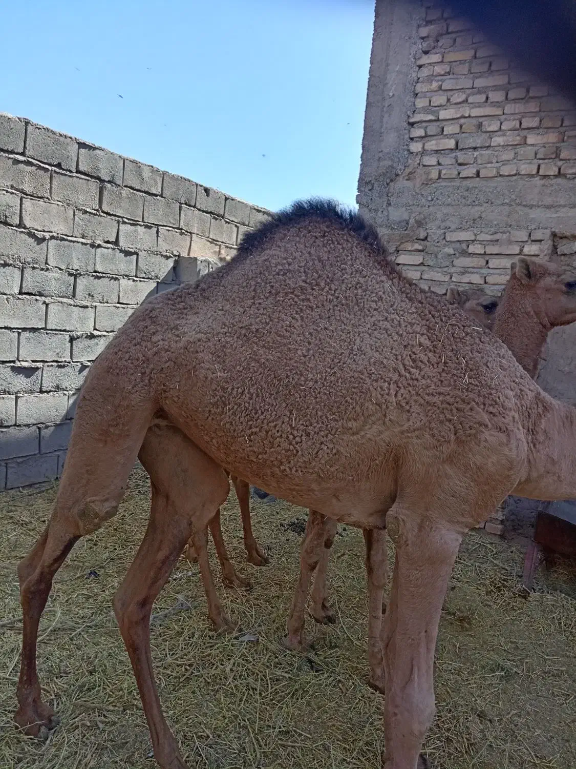 هاشی شتر|حیوانات مزرعه|یزدان شهر, |دیوار