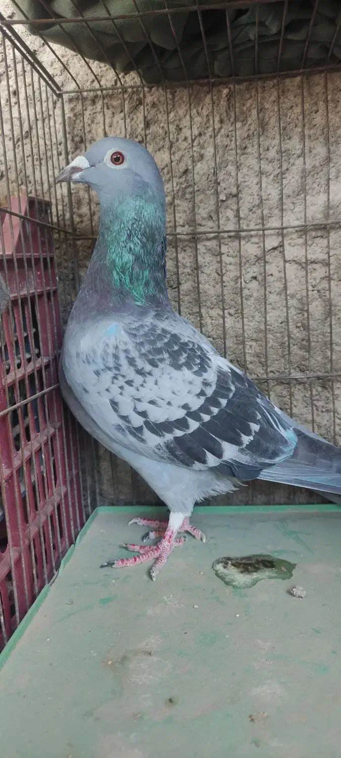 کفتر پلاکی شهرستانی  دورگ مسافتی|پرنده|پاکدشت, پاکدشت (مامازند)|دیوار