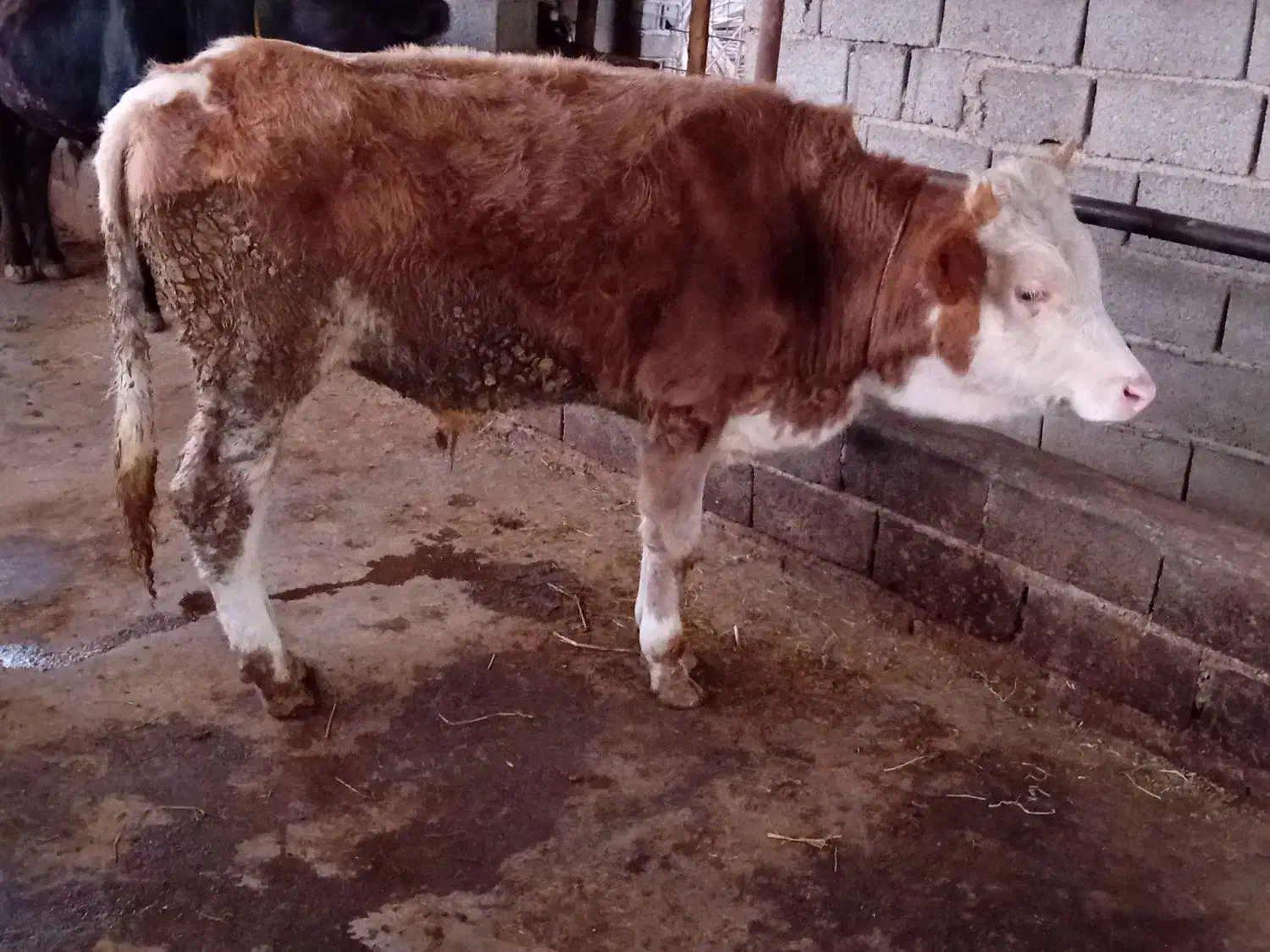 گوساله نر پرواری|حیوانات مزرعه|پایین هولار, |دیوار