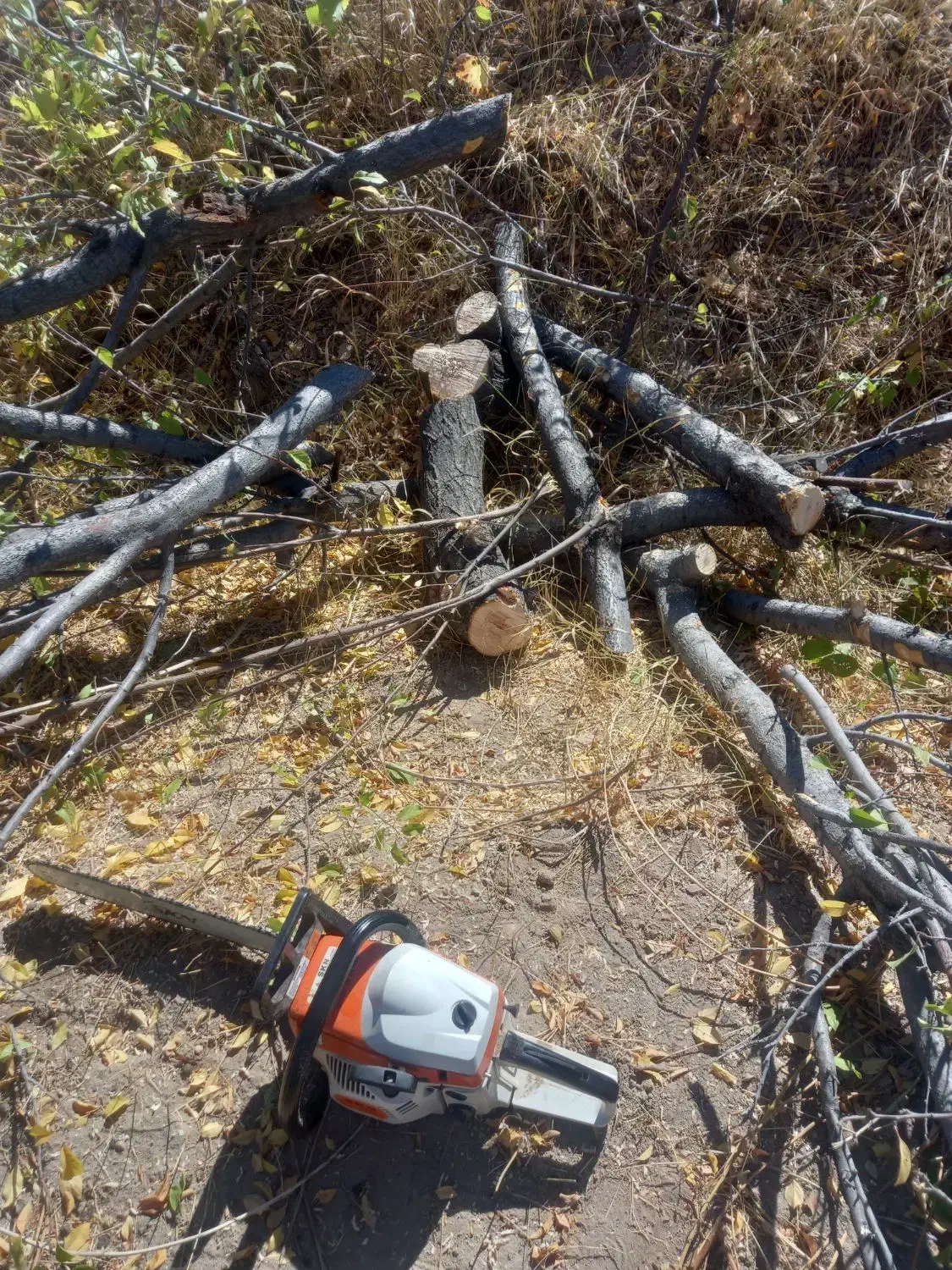 خرید نقدی چوب|خدمات باغبانی و درختکاری|مراغه, |دیوار