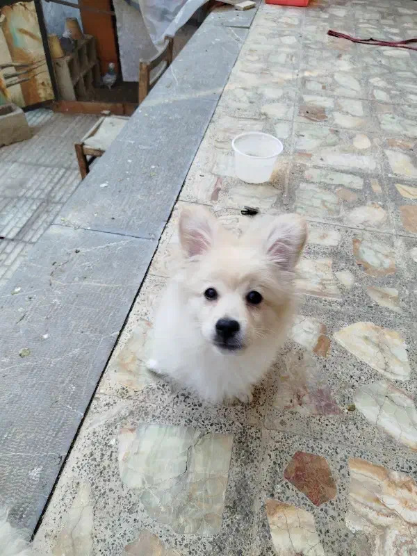 توله سگ|سگ|اصفهان, قائمیه|دیوار