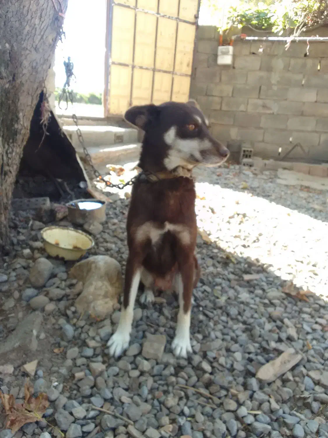 سگ پاکوتاه نگهبان|سگ|فاضل آباد, |دیوار