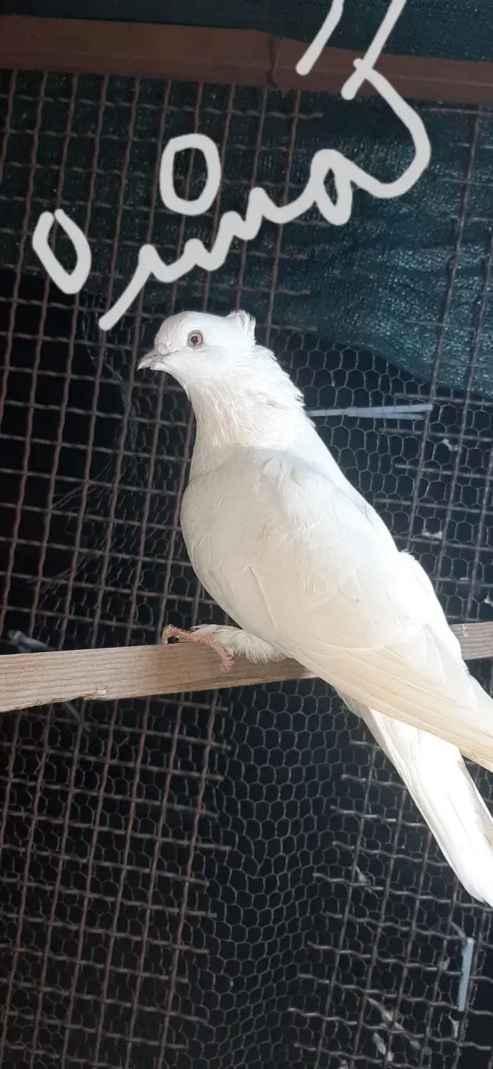 گمشده|حیوانات|بندرعباس, |دیوار