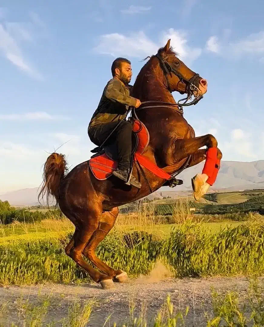 اسب دره شوری نوه شاهزاده سین|اسب و تجهیزات اسب‌سواری|اردبیل, |دیوار