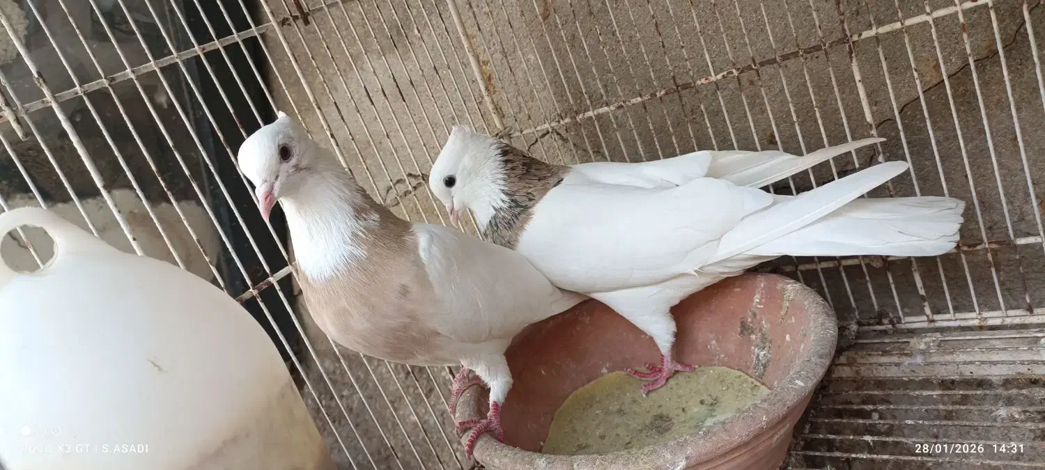 طوقی کرمانشاهی|پرنده|لامرد, |دیوار