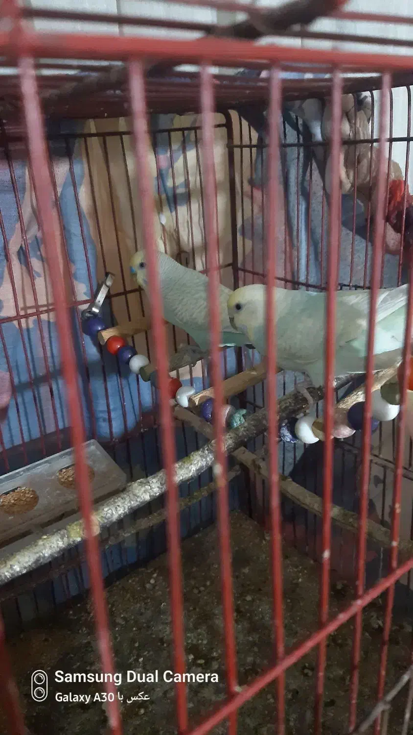 مرغ عشق|پرنده|الوند, |دیوار