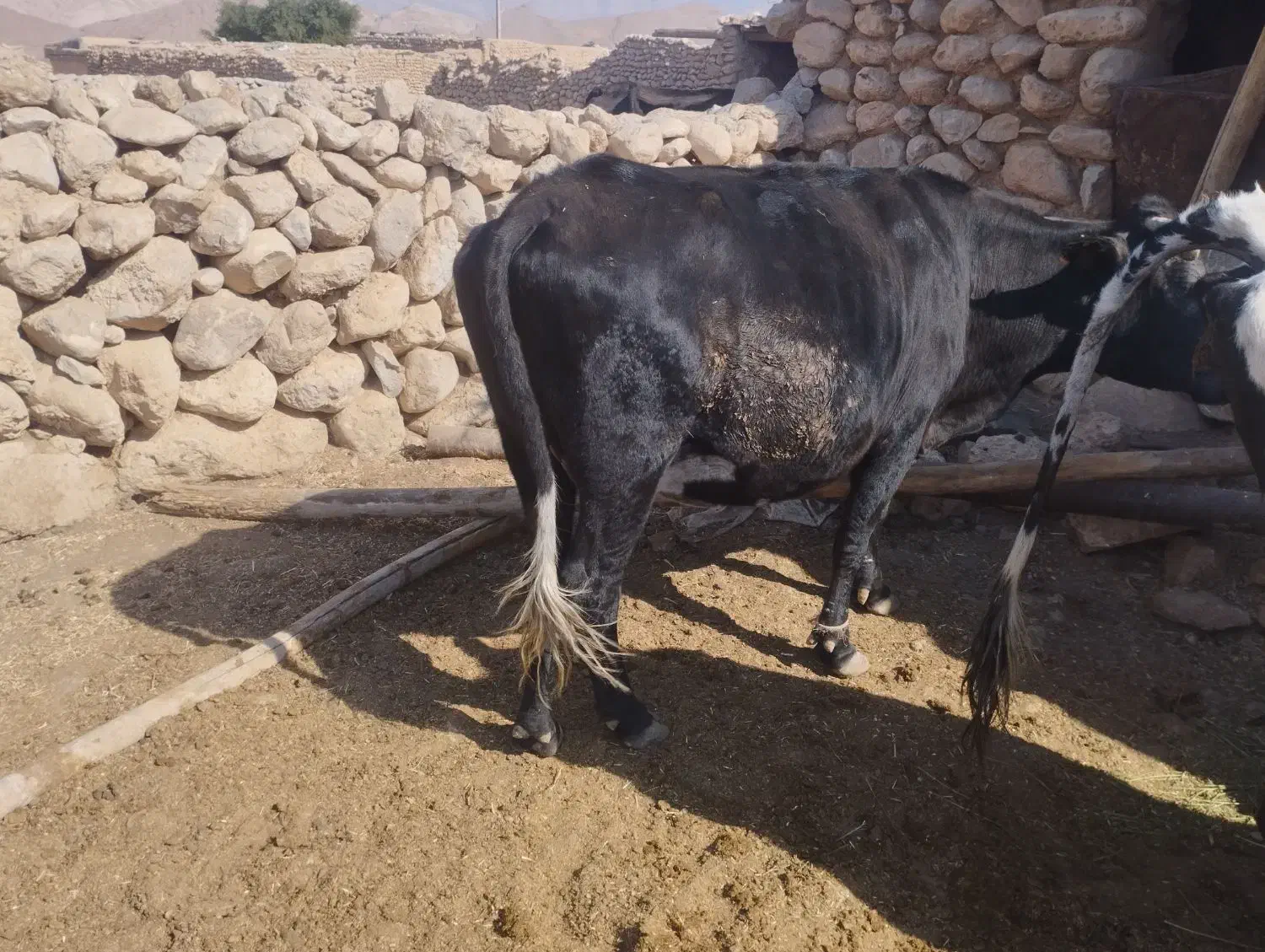 گاو چاق کشتاری|حیوانات مزرعه|اندیمشک, |دیوار