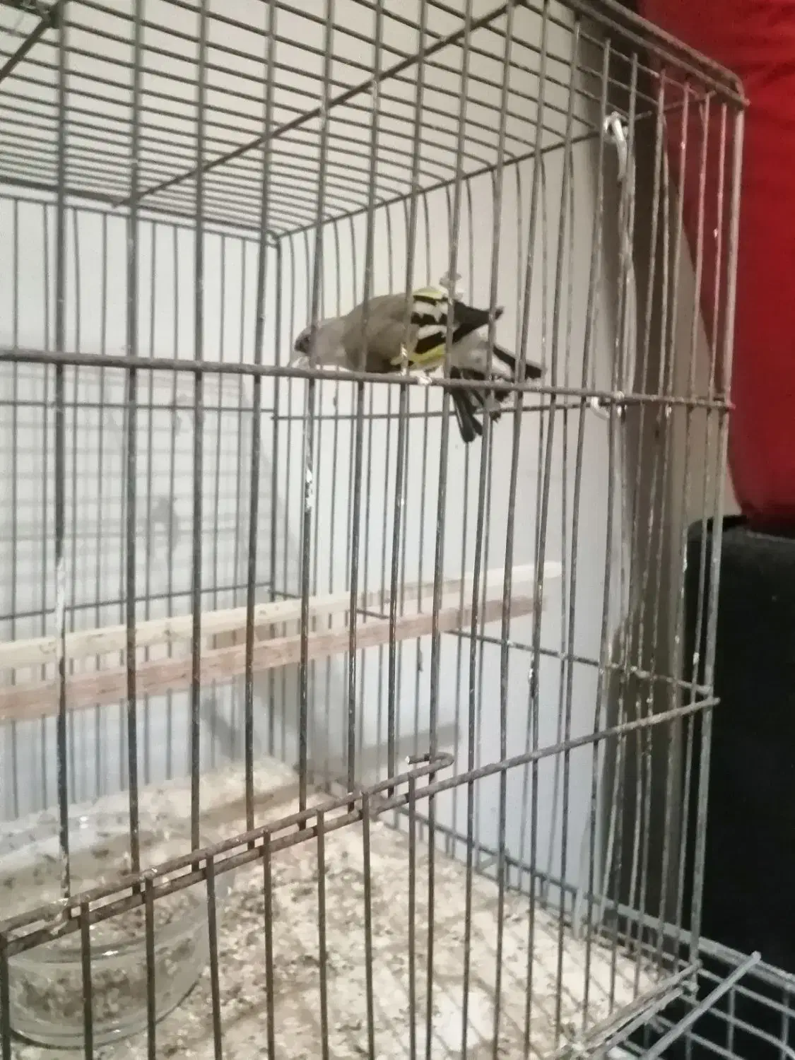 سهره جوجه نر|پرنده|بومهن, |دیوار