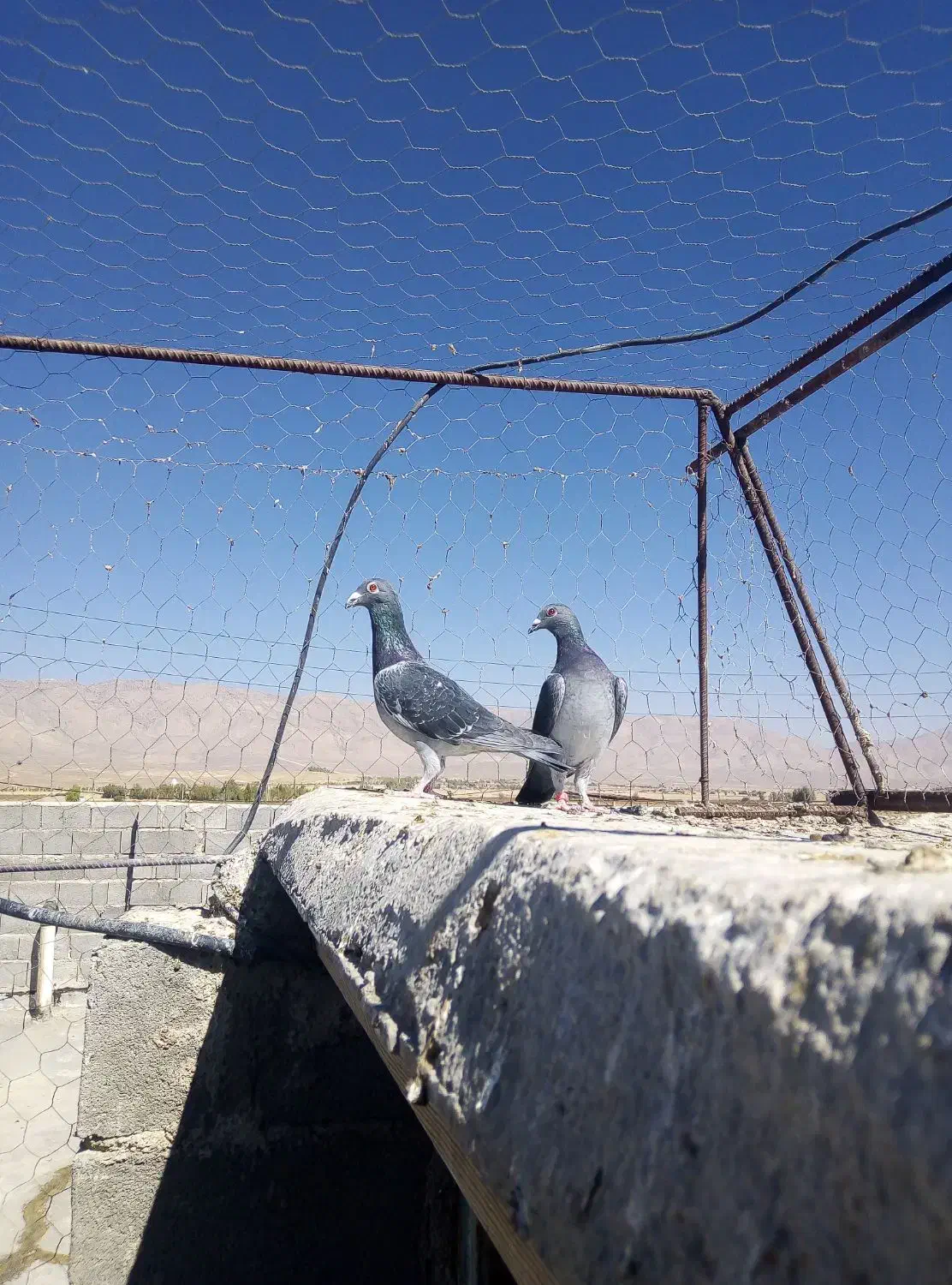 کبوتر|پرنده|سروستان, |دیوار