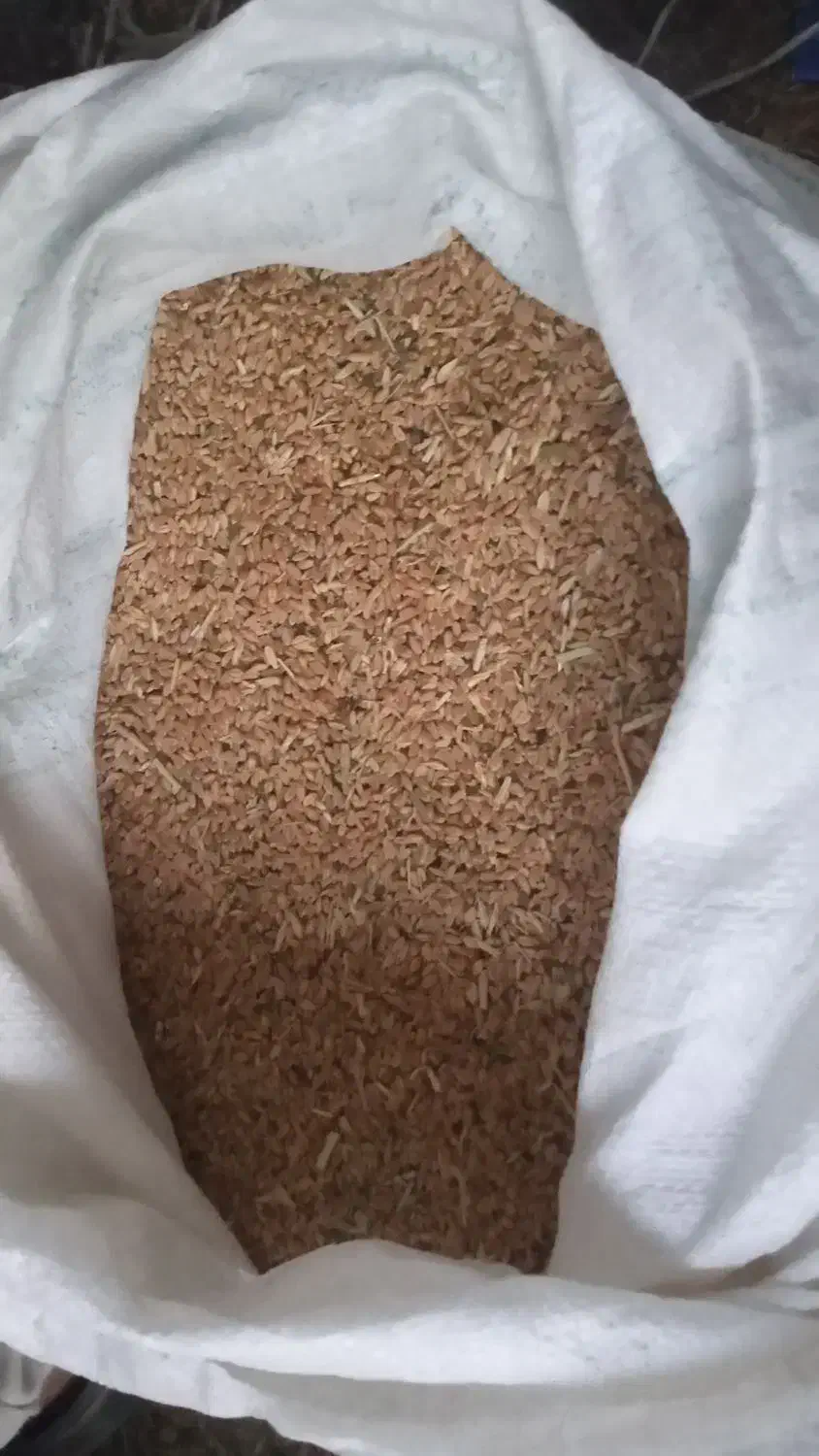 ۶تن گندم ابی سالار رقم مادربوجاری شده۲۶۰۰۰|خدمات باغبانی و درختکاری|زنجانرود, |دیوار