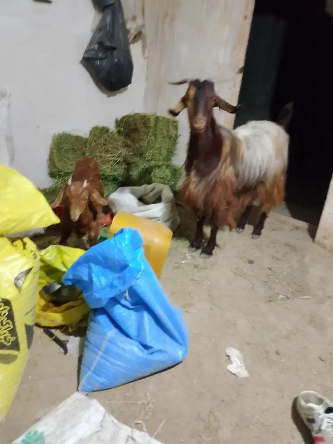 گوسفند|حیوانات مزرعه|چناران, |دیوار