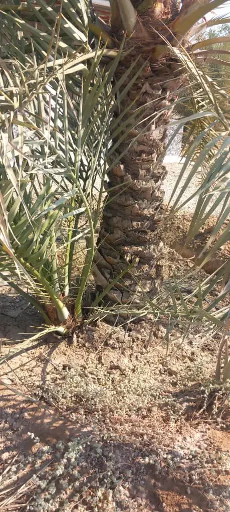 پاجوش نخل|خدمات باغبانی و درختکاری|وحدتیه, |دیوار