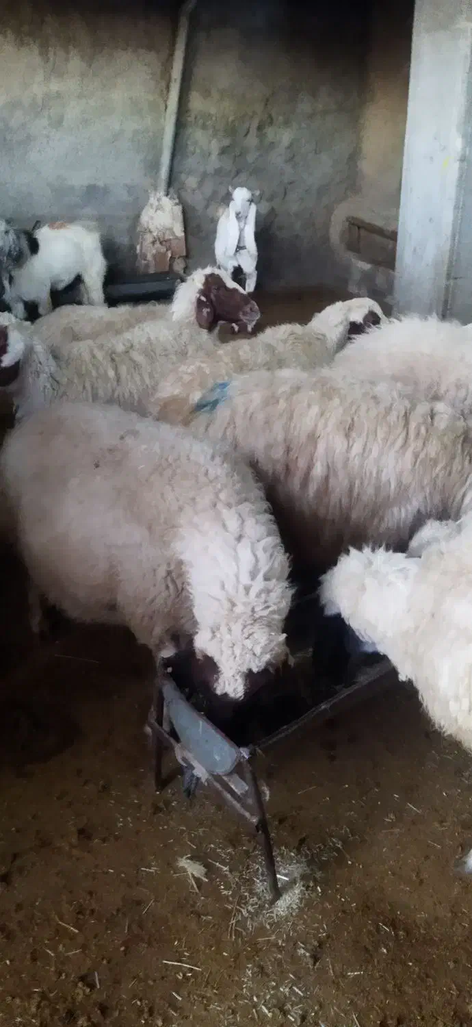 میش‌وبره‌فروش|حیوانات مزرعه|سیوان, |دیوار