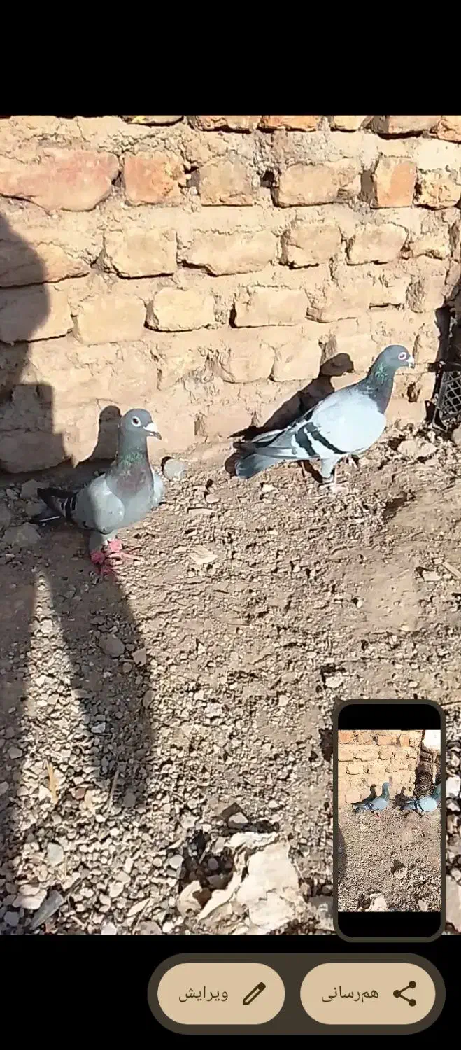 کفتر|پرنده|قلندر آباد, |دیوار