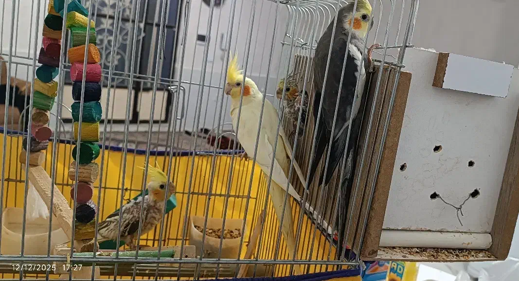 جوجه|پرنده|گوآور, |دیوار