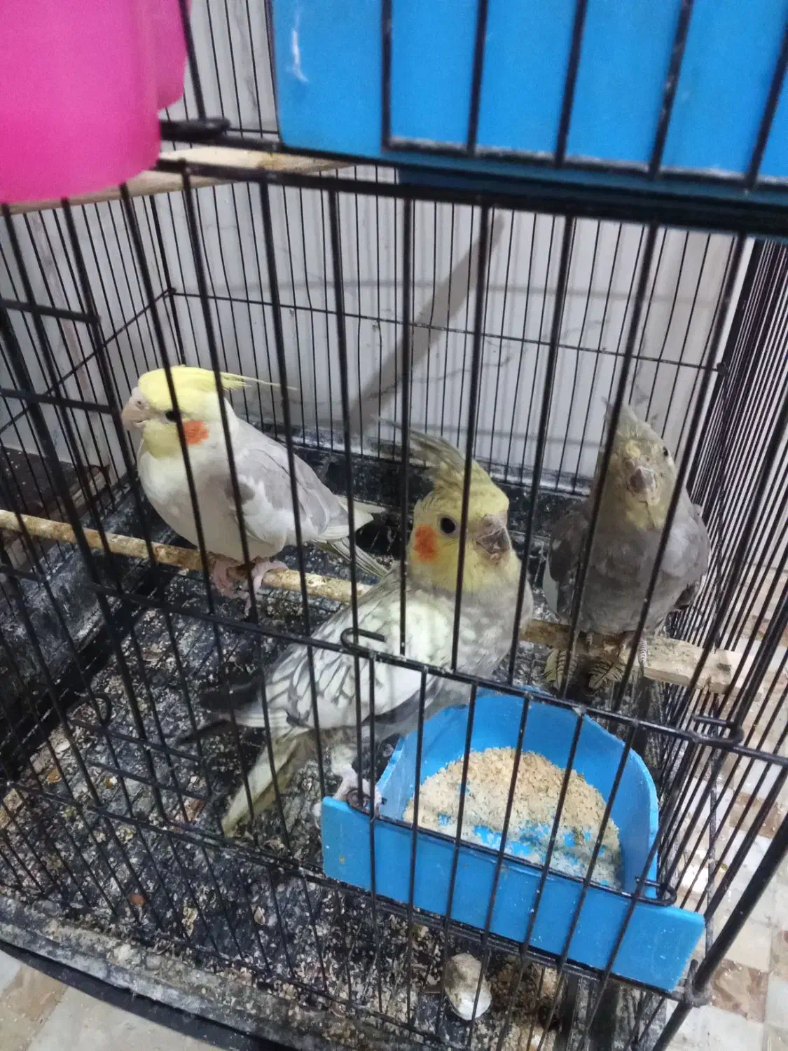 عروس|پرنده|گرگان, |دیوار