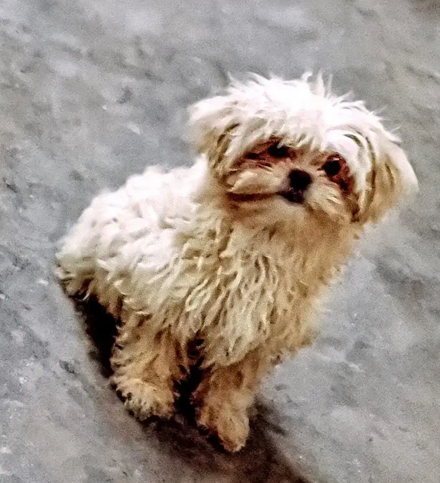 چهار عدد توله شیتزو تریر اصل|سگ|ساری, |دیوار