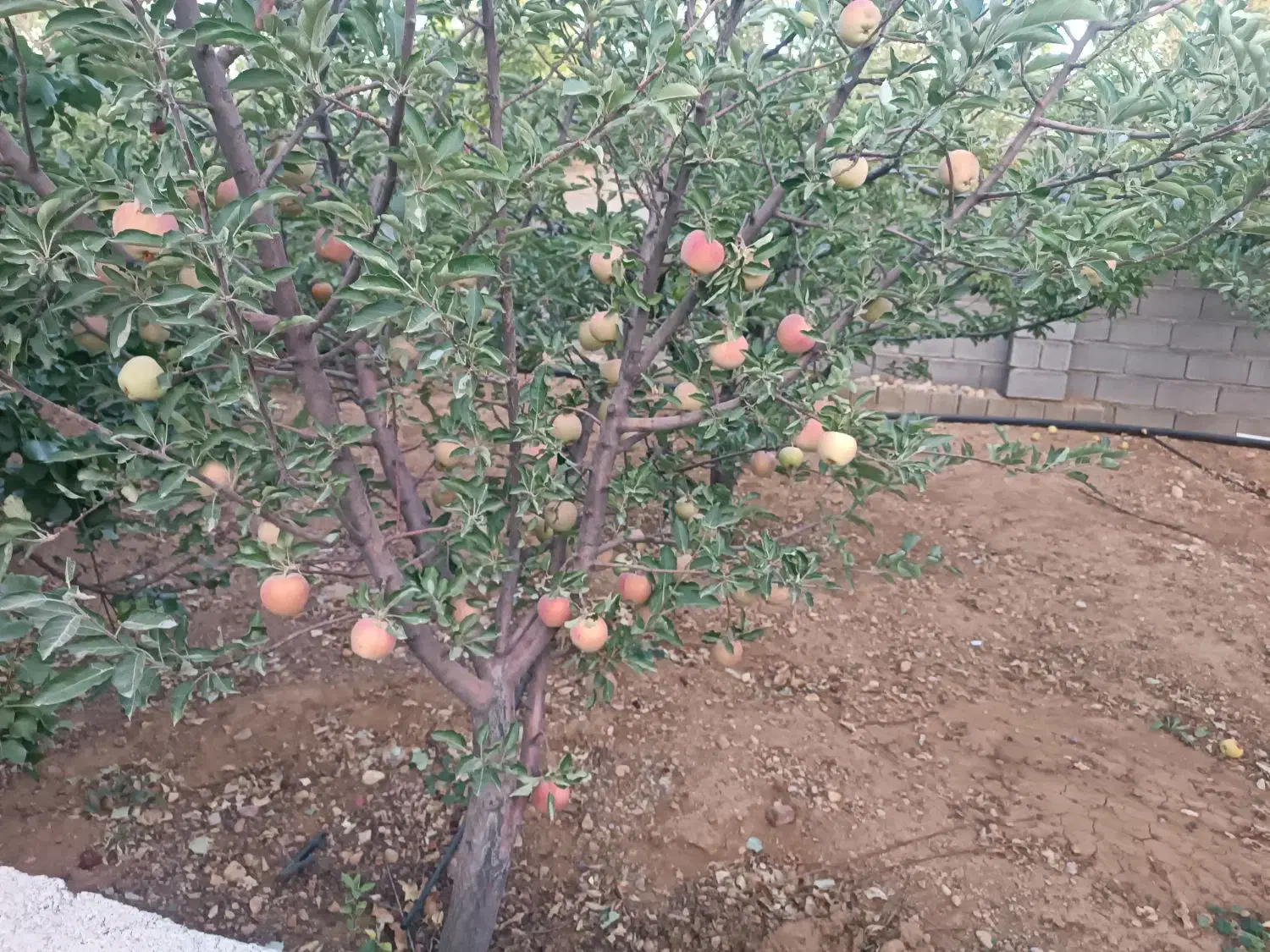 فروش باغ شهر کدیون متراژ 500متر تا 1200متری،|فروش زمین و ملک کلنگی|شیراز, کودیان|دیوار