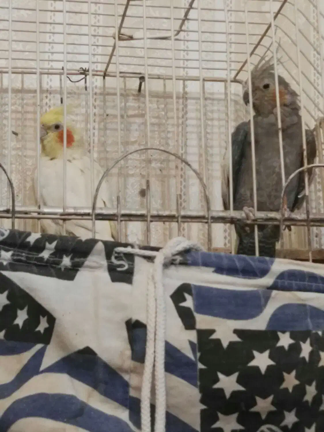 عروس هلندی|پرنده|گلبهار, شهر جدید گلبهار|دیوار