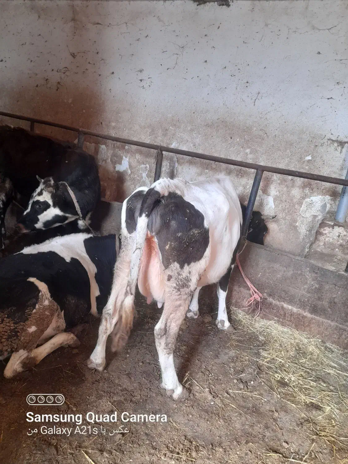 دوراس گاوشیری باگوساله|حیوانات مزرعه|اردبیل, |دیوار