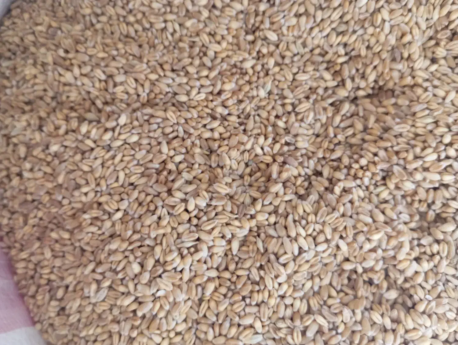 گندم بذری پیشگام|عمده‌فروشی|گنبد کاووس, |دیوار