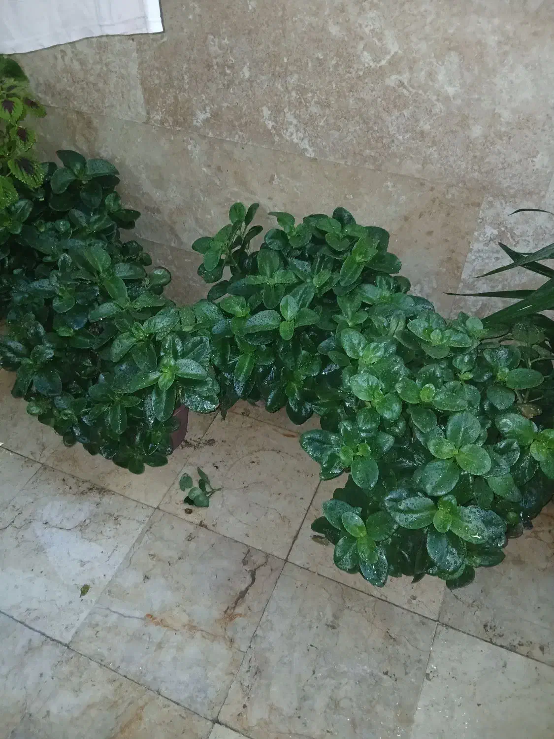 گل قاشقی بزرگ|گل و گیاه طبیعی|شهریار, شهرک وائین|دیوار