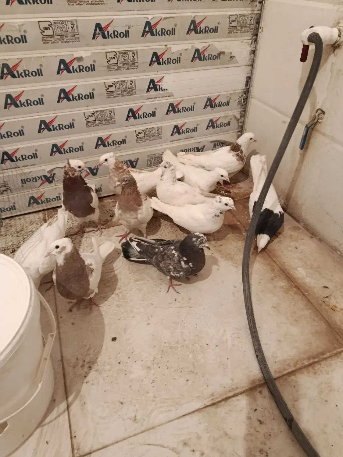 کبوتر|پرنده|سرپل ذهاب, |دیوار