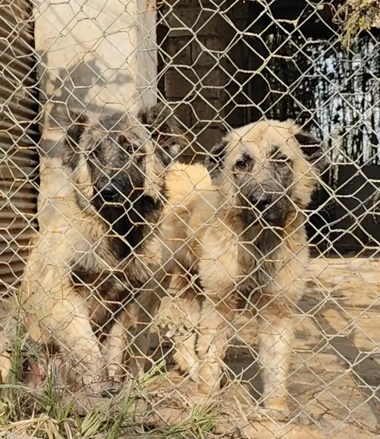 فروش توله سگ سرابی اصیل|سگ|رشت, جانبازان|دیوار