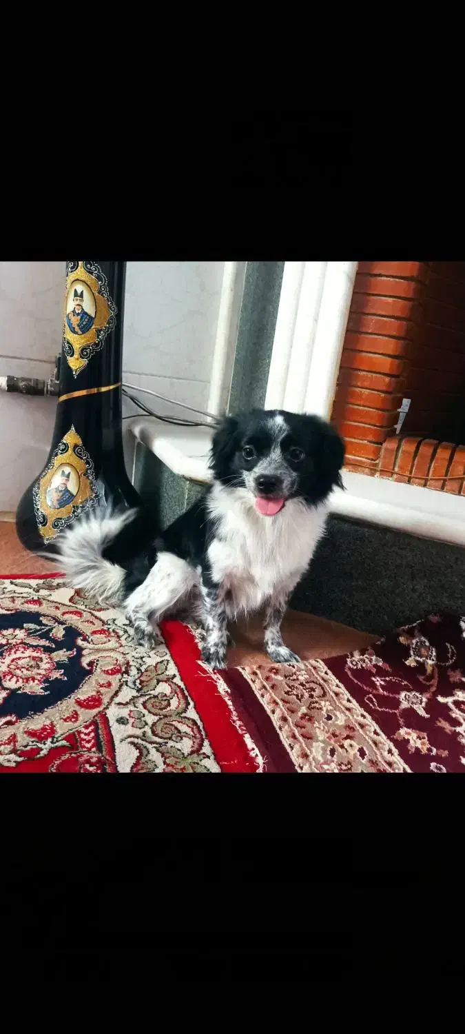 سگ نژاد اشتپیز|سگ|یزد, |دیوار