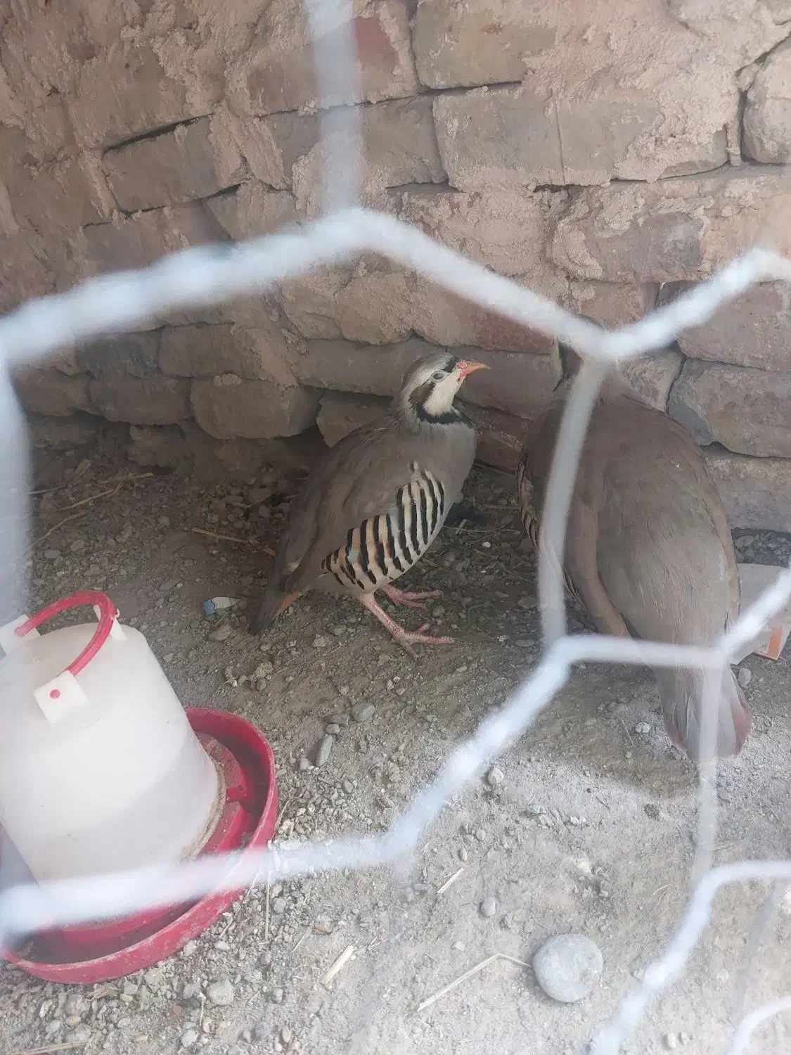 مرغ کوهی و محلی|حیوانات مزرعه|ایرانشهر, |دیوار