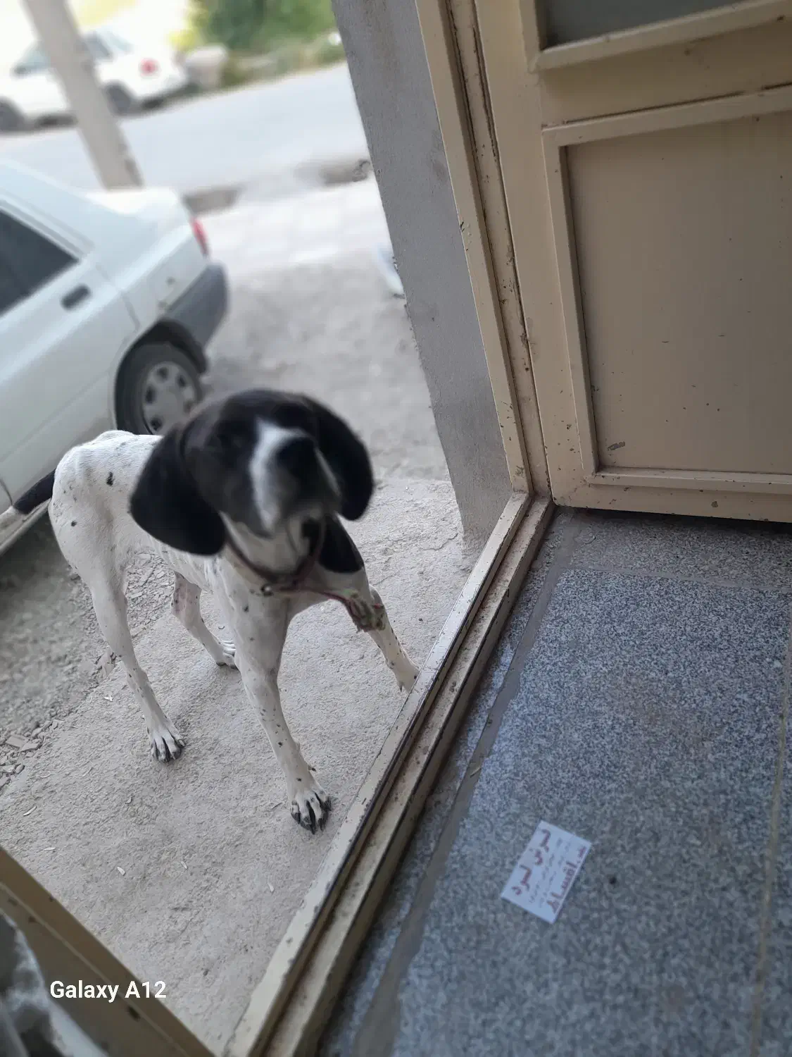 فروشی دنبلان پیدا میکنه ۱۰میلیون|سگ|مراوه, |دیوار