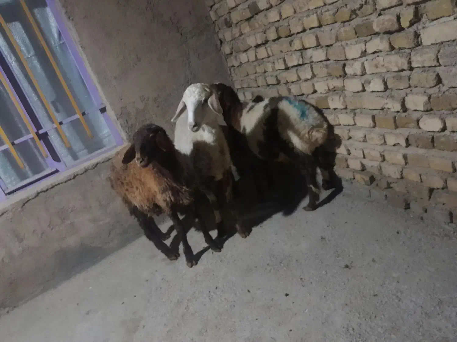 شیشک و بره نر|حیوانات مزرعه|ملایر, |دیوار