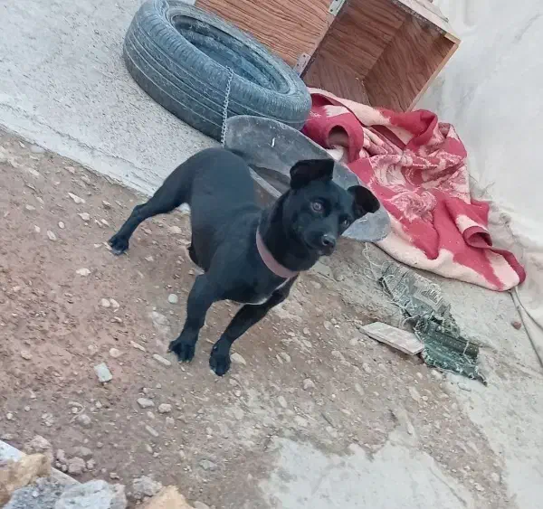 سگ پاکوتاه|سگ|اسلام‌‌آباد غرب, |دیوار