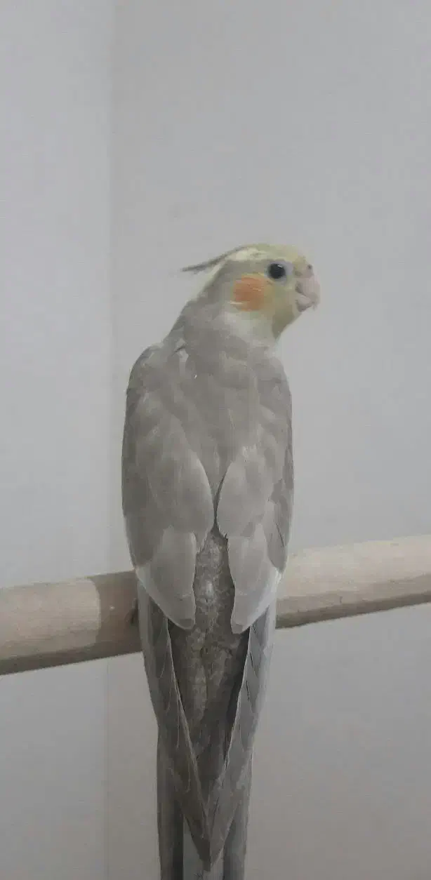 عروس هلندی.مینا.مرغ عشق.طوطی|پرنده|مشهد, کارمندان دوم|دیوار