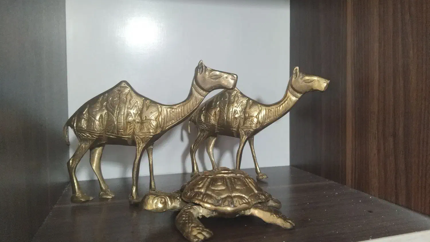 لاک پشت شتر برنجکی|مجسمه، تندیس، ماکت|بروجرد, |دیوار