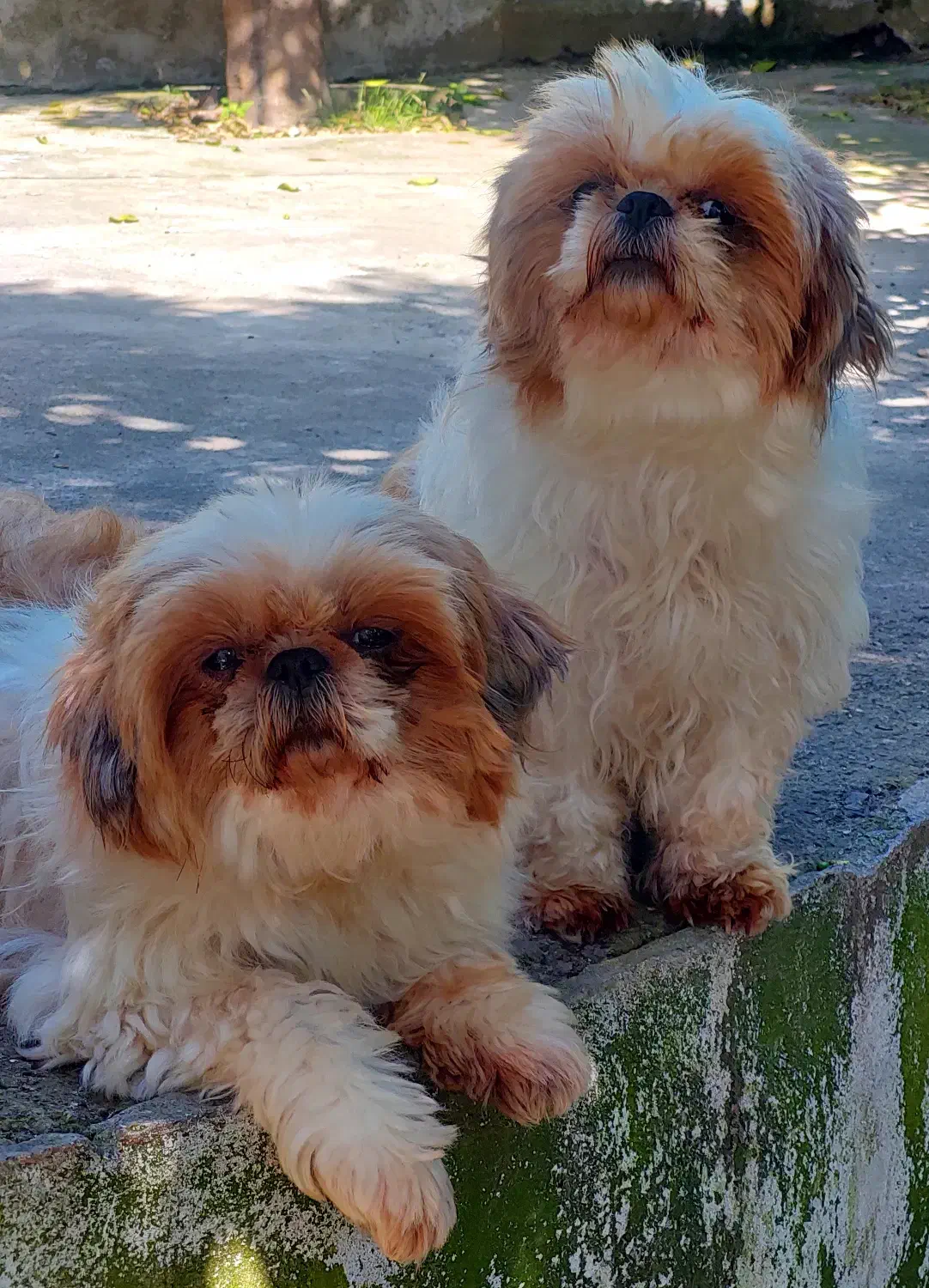 واگذاری شیتزو سوپر فلت تری کالر|سگ|رامسر, |دیوار