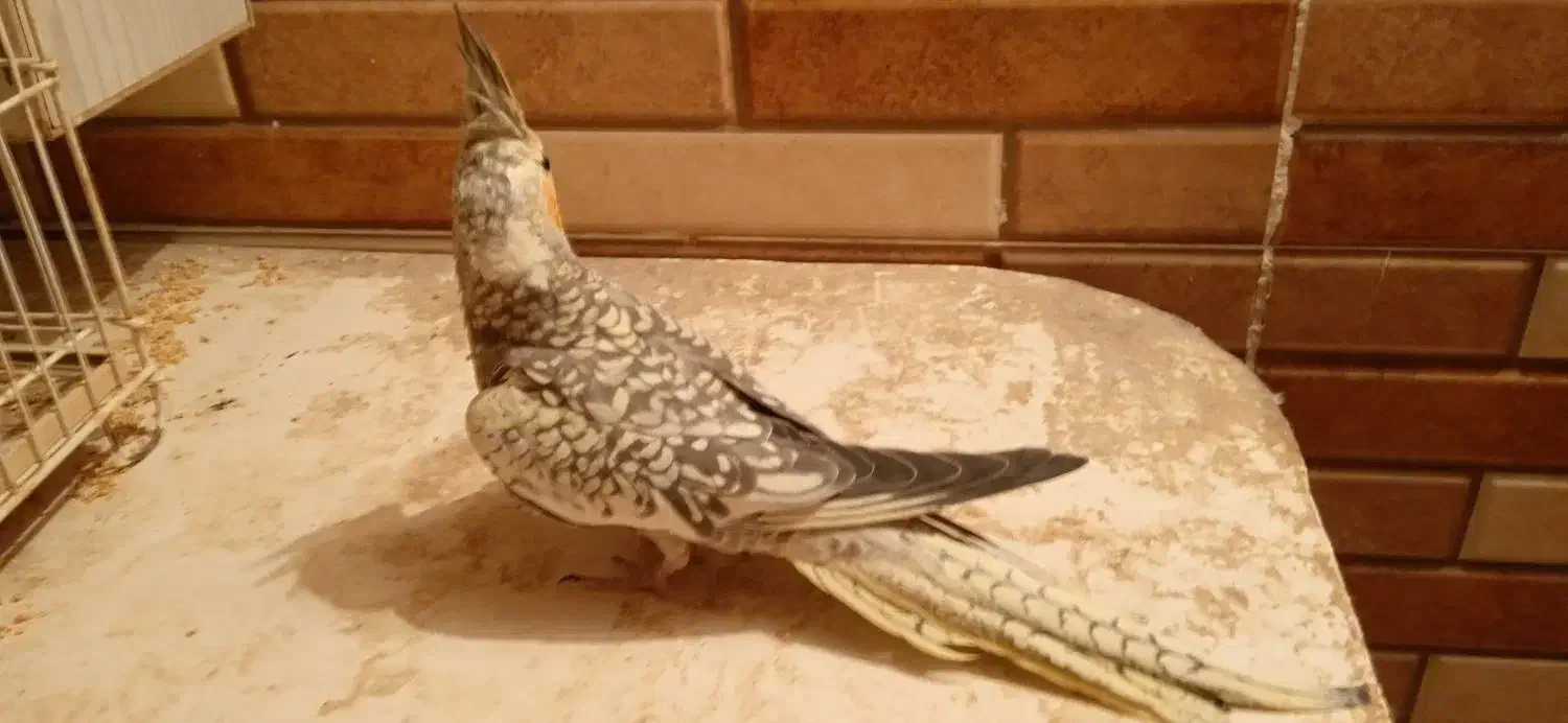 قناری|پرنده|زابل, |دیوار