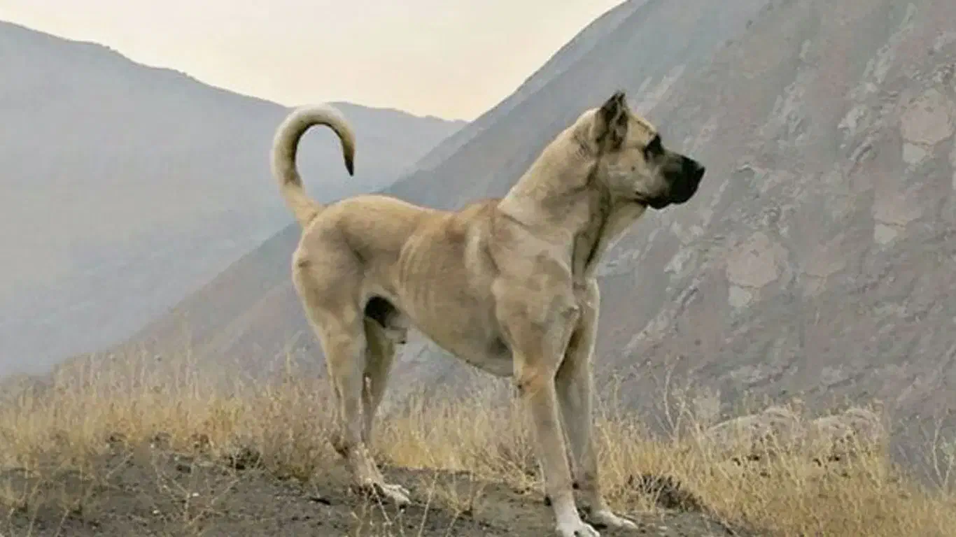 سگ سرابی فروشی|سگ|ابرکوه, |دیوار