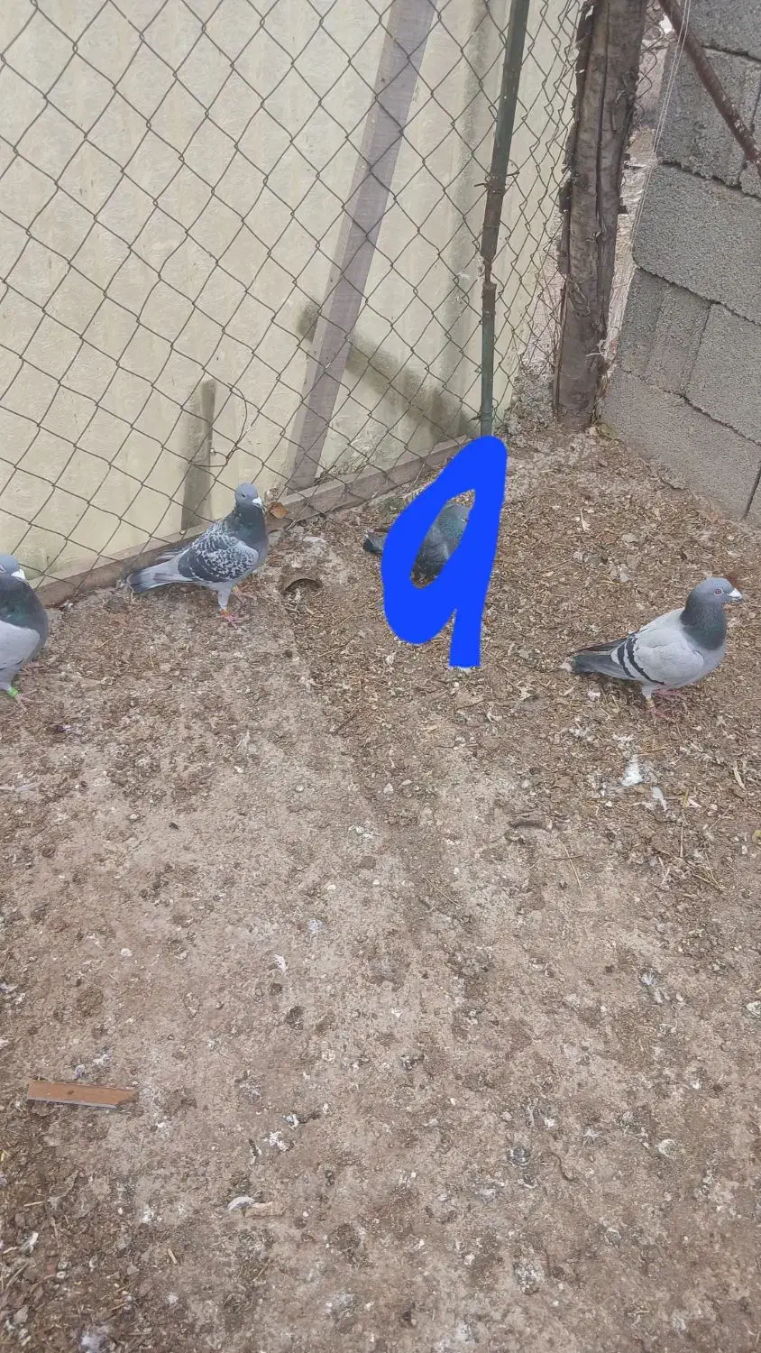 کبوتر دوبر|پرنده|عنبران, |دیوار