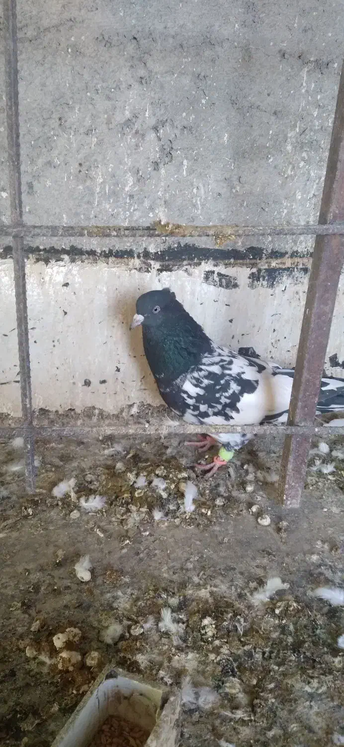 کفتر|پرنده|شیروان (خراسان), |دیوار