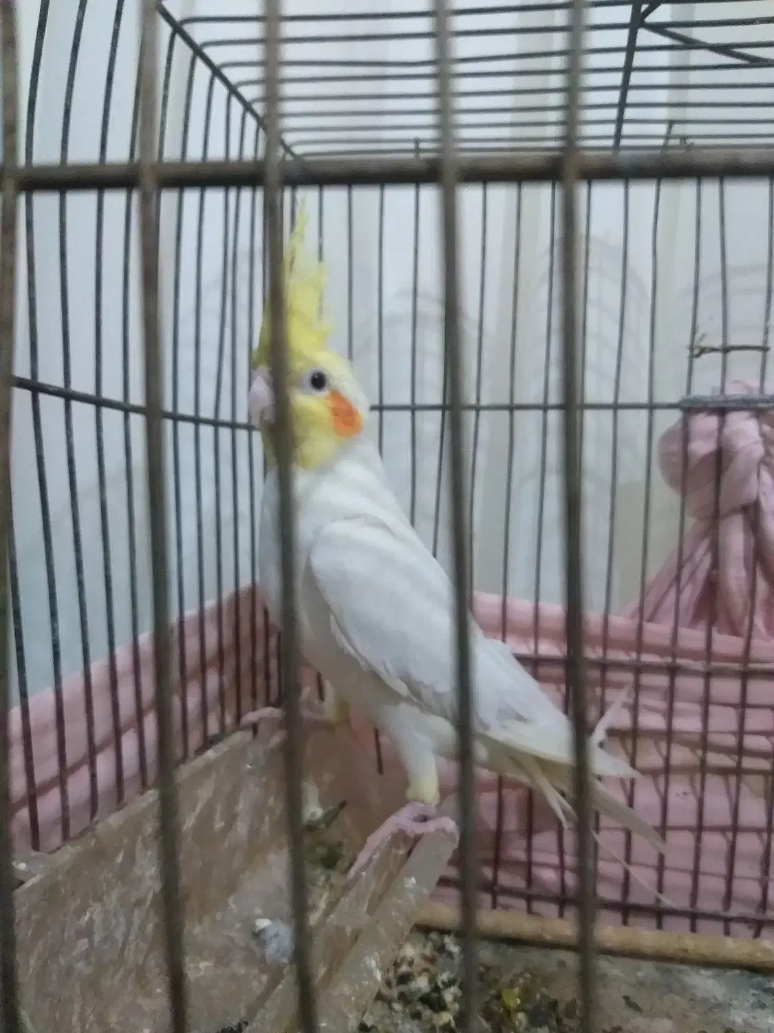 سه عددکوتوله ویک عروس|پرنده|تربت جام, میان جام|دیوار